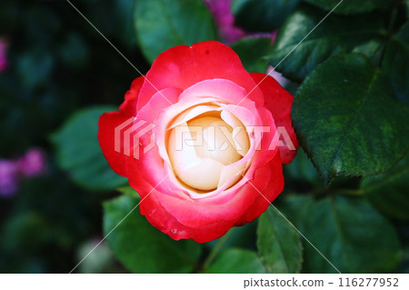 一朵紅玫瑰 116277952