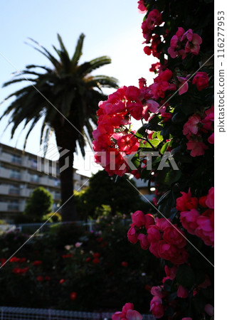 紅色玫瑰花 紅色玫瑰花 116277953