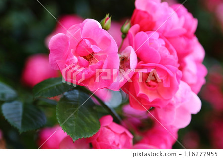 美麗的粉紅玫瑰 美麗的粉紅玫瑰 116277955