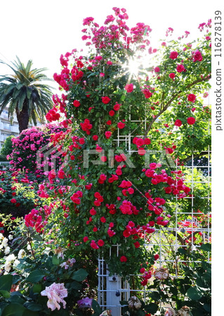 一朵紅玫瑰 116278139