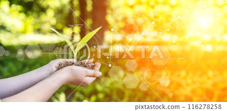 Sprout in hand. Natural technologies, sustainable development, agriculture and biotechnology concept. Sprout in hand. Natural technologies, sustainable development, agriculture and biotechnology concept. 116278258