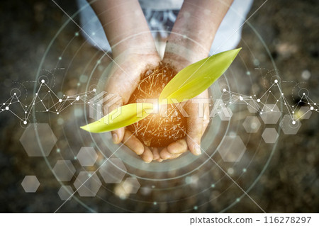 Sprout in hand. Natural technologies, sustainable development, agriculture and biotechnology concept. Sprout in hand. Natural technologies, sustainable development, agriculture and biotechnology concept. 116278297