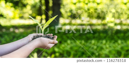 Sprout plant in hands. Agriculture, sustainable development, ecology concept. 116278318
