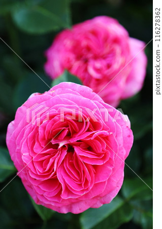 A red rose 116278362