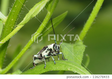 Lamy Cite Lamy Cite 116278433