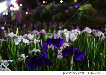 Iris flowers blooming at night Iris flowers blooming at night 116278516