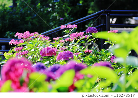 Hydrangea blooming in the clear of the rainy season 116278517