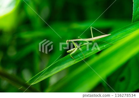 草葉上的螳螂 草葉上的螳螂 116278534