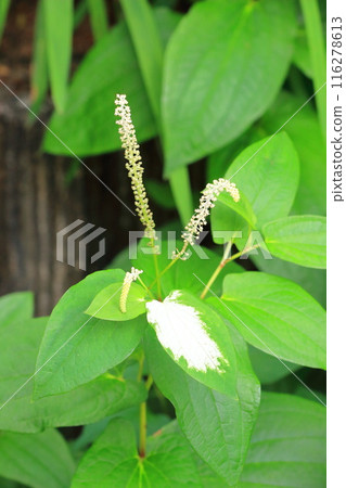 Hangeshi (or Hankesho) flowers 116278613