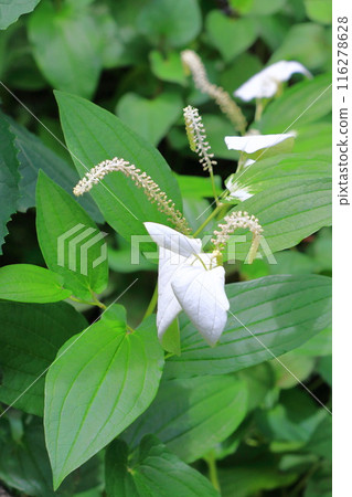 半夏(或半製成)花 半夏(或半製成)花 116278628
