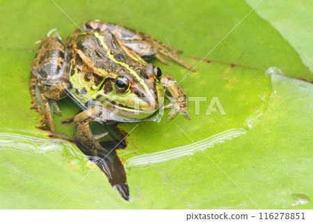 Tokyo dalo frog 116278851