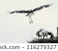 Stork and baby about to leave the nest 116279327