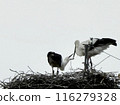 Stork and baby about to leave the nest 116279328