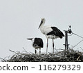 Stork and baby about to leave the nest 116279329