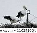 Stork and baby about to leave the nest 116279331