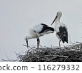 Stork and baby about to leave the nest 116279332