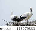 Stork and baby about to leave the nest 116279333