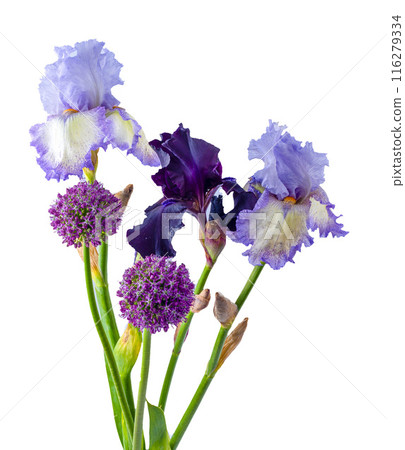 Iris flowers bouquet isolated on background. Iris flowers bouquet isolated on background. 116279334