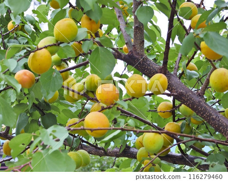 Small plums growing on a tree 116279460