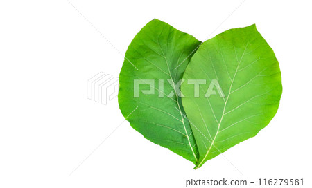 Cut out of teak leaves with clipping paths on white background. Cut out of teak leaves with clipping paths on white background. 116279581
