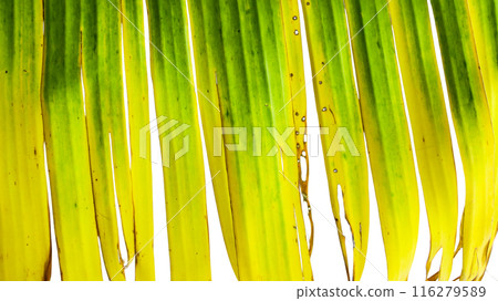 A cut-out of a yellow banana leaf on a white background with clipping paths. 116279589