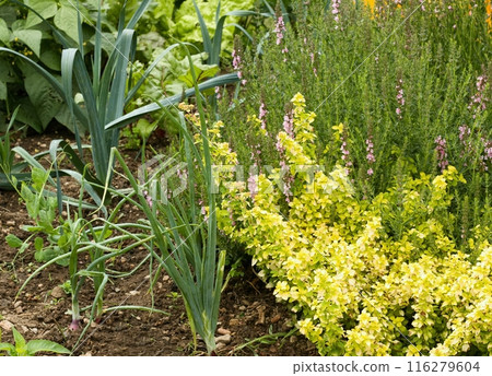Permaculture garden with yellow oregano, onion and young peas in front. Permaculture garden with yellow oregano, onion and young peas in front. 116279604