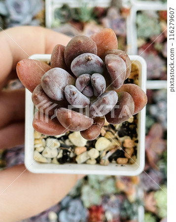 Pachyveria Blue Mist Succulent Plant Flower Rosette on floral blossom greenery background, top view 116279607