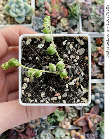 Senecio Rowleyanus Variegata. Succulent Echeveria Plant Flower Rosette Senecio Rowleyanus Variegata. Succulent Echeveria Plant Flower Rosette 116279608