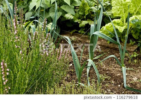 Permaculture garden with leeks, pink flowering hyssopn and thyme in front. Permaculture garden with leeks, pink flowering hyssopn and thyme in front. 116279618
