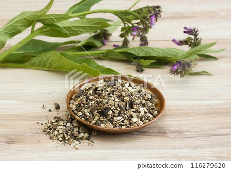 Dried roots of comfrey, lat. Symphytum officinale and fresh herb on wood table. 116279620