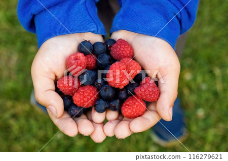 Small boy holding in his hands red raspberries and dark blue Saskatoon berries, lat. Amelanchier alnifolia. Small boy holding in his hands red raspberries and dark blue Saskatoon berries, lat. Amelanchier alnifolia. 116279621