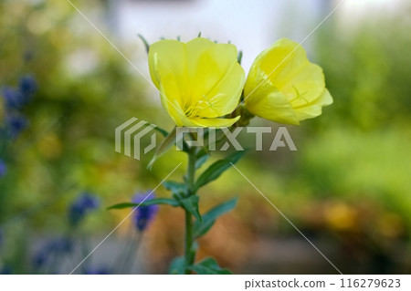 Herbal garden with yellow common evening primrose, lat. Oenothera biennis. 116279623