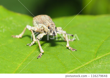 Shiloh玉米棒象鼻蟲 116279648