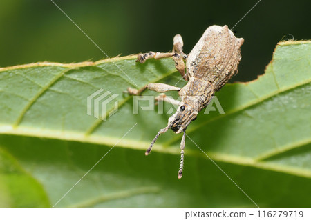 Shiloh玉米棒象鼻蟲 116279719