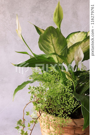 Planting foliage plants 116279761