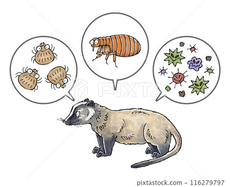 Palm civets and parasites (mites, fleas, pathogens) 116279797