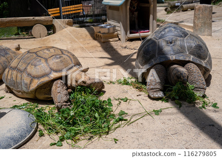 Tortoises eating food at Shibukawa Zoo 116279805