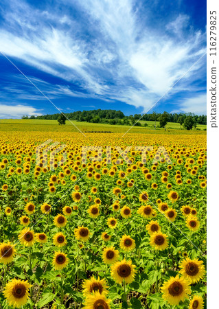 夏季的北海道北龍町,廣闊的向日葵花田 夏季的北海道北龍町,廣闊的向日葵花田 116279825