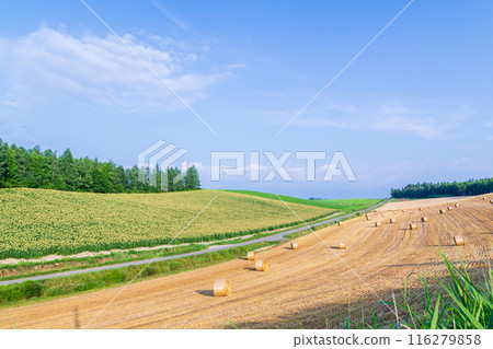 "Hokkaido" A view of the hills of Biei with wheat grass rolls rolling around 116279858