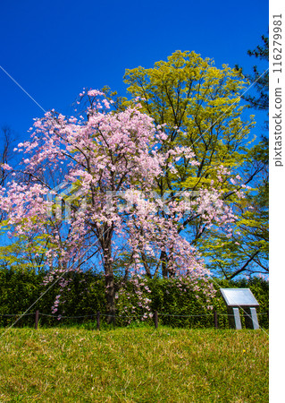 [Kyoto Scenery] Kamo River - Cherry blossoms along the Half-tree Road 116279981