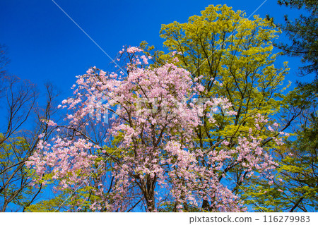 [Kyoto Scenery] Kamo River - Cherry blossoms along the Half-tree Road 116279983