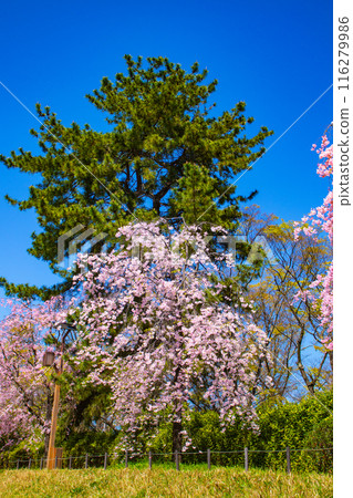 [Kyoto Scenery] Kamo River - Cherry blossoms along the Half-tree Road 116279986
