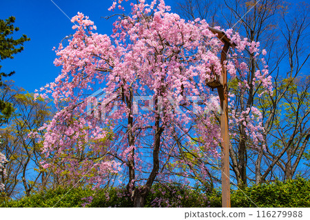 [Kyoto Scenery] Kamo River - Cherry blossoms along the Half-tree Road 116279988