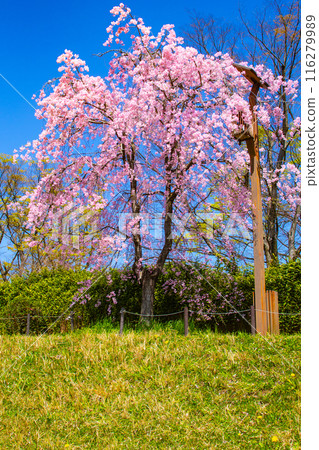 [Kyoto Scenery] Kamo River - Cherry blossoms along the Half-tree Road 116279989
