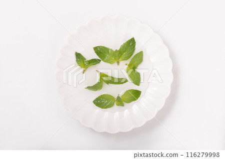 薄荷 薄荷 116279998