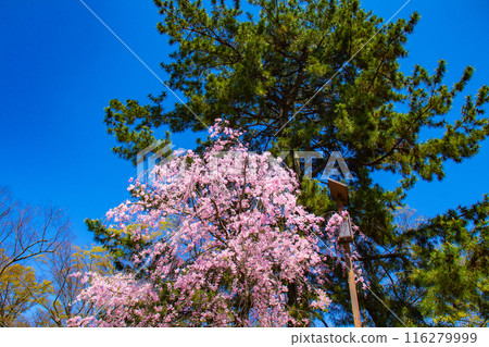 【京都風景】鴨川、木板路櫻花 【京都風景】鴨川、木板路櫻花 116279999