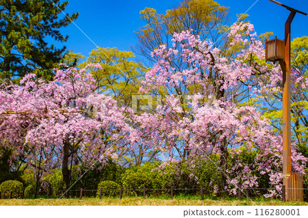 【京都風景】鴨川、木板路櫻花 【京都風景】鴨川、木板路櫻花 116280001