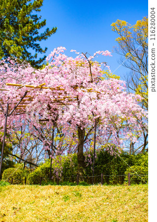 [Kyoto Scenery] Kamo River - Cherry blossoms along the Half-tree Road 116280004