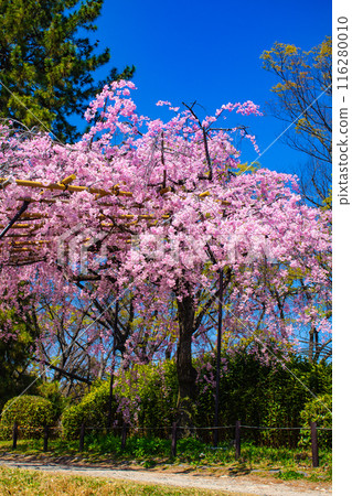 [Kyoto Scenery] Kamo River - Cherry blossoms along the Half-tree Road 116280010