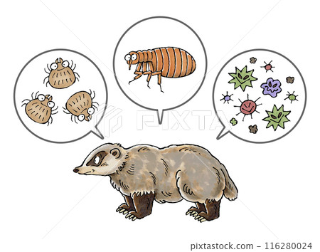 獾和寄生蟲（蟎蟲、跳蚤、病原體） 116280024